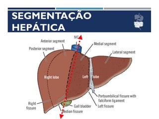 SEGMENTAÇÃO
HEPÁTICA
 
