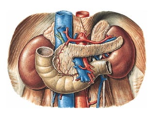 PÂNCREAS
▪ Martelo
▪ Amarelo Esbranquiçado
▪ 20 x 5 x 3 cm
▪ 70 gramas
▪ Friável
 