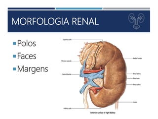 Anatomia do Sistema Urinário | PPTX