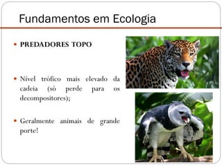  PREDADORES TOPO
 Nível trófico mais elevado da
cadeia (só perde para os
decompositores);
 Geralmente animais de grande
porte!
Fundamentos em Ecologia
 
