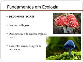 DECOMPOSITORES
 Seres saprófagos
 Decomposição da matéria orgânica
morta
 Elementos-chave: ciclagem de
nutrientes
Fundamentos em Ecologia
 