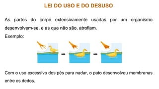 LEI DO USO E DO DESUSO
As partes do corpo extensivamente usadas por um organismo
desenvolvem-se, e as que não são, atrofiam.
Exemplo:
Com o uso excessivo dos pés para nadar, o pato desenvolveu membranas
entre os dedos.
 