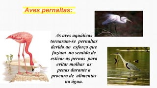 Aves pernaltas:
As aves aquáticas
tornaram-se pernaltas
devido ao esforço que
faziam no sentido de
esticar as pernas para
evitar molhar as
penas durante a
procura de alimentos
na água.
 