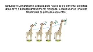 Segundo o Lamarckismo, a girafa, pelo hábito de se alimentar de folhas
altas, teve o pescoço gradualmente alongado. Essa mudança teria sido
transmitida às gerações seguintes.
 