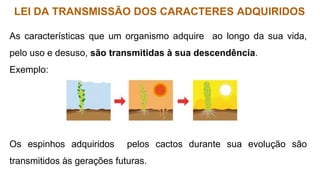 LEI DA TRANSMISSÃO DOS CARACTERES ADQUIRIDOS
As características que um organismo adquire ao longo da sua vida,
pelo uso e desuso, são transmitidas à sua descendência.
Exemplo:
Os espinhos adquiridos pelos cactos durante sua evolução são
transmitidos às gerações futuras.
 