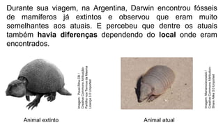 Durante sua viagem, na Argentina, Darwin encontrou fósseis
de mamíferos já extintos e observou que eram muito
semelhantes aos atuais. E percebeu que dentre os atuais
também havia diferenças dependendo do local onde eram
encontrados.
Animal extinto Animal atual
Imagem:
Marianocecowski
/
Creative
Commons
Attribution-
Share
Alike
3.0
Unported
Imagem:
Pavel.Riha.CB
/
Creative
Commons
Atribuição-
Partilha
nos
Termos
da
Mesma
Licença
3.0
Unported
 