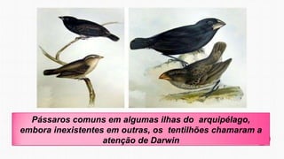 Pássaros comuns em algumas ilhas do arquipélago,
embora inexistentes em outras, os tentilhões chamaram a
atenção de Darwin
 