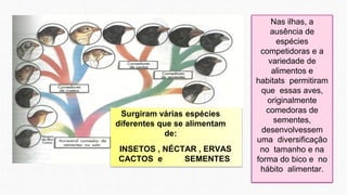 Nas ilhas, a
ausência de
espécies
competidoras e a
variedade de
alimentos e
habitats permitiram
que essas aves,
originalmente
comedoras de
sementes,
desenvolvessem
uma diversificação
no tamanho e na
forma do bico e no
hábito alimentar.
Surgiram várias espécies
diferentes que se alimentam
de:
INSETOS , NÉCTAR , ERVAS
CACTOS e SEMENTES
 