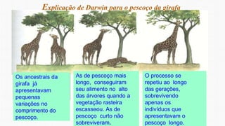 Explicação de Darwin para o pescoço da girafa
Os ancestrais da
girafa já
apresentavam
pequenas
variações no
comprimento do
pescoço.
As de pescoço mais
longo, conseguiram
seu alimento no alto
das árvores quando a
vegetação rasteira
escasseou. As de
pescoço curto não
sobreviveram.
O processo se
repetiu ao longo
das gerações,
sobrevivendo
apenas os
indivíduos que
apresentavam o
pescoço longo.
 