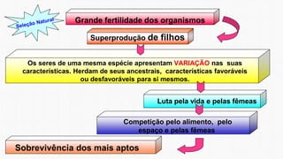 Grande fertilidade dos organismos
Superprodução de filhos
Os seres de uma mesma espécie apresentam VARIAÇÃO nas suas
características. Herdam de seus ancestrais, características favoráveis
ou desfavoráveis para si mesmos.
Luta pela vida e pelas fêmeas
Competição pelo alimento, pelo
espaço e pelas fêmeas
Sobrevivência dos mais aptos
 