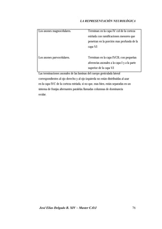 LA REPRESENTACIÓN NEUROLÓGICA
José Elías Delgado B. XIV – Master C.O.I 76
Los axones magnocelulares. Terminan en la capa IV col de la corteza
estriada con ramificaciones menores que
penetran en la porción mas profunda de la
capa VI
Los axones parvocelulares. Terminan en la capa IVCB, con pequeñas
aferencias axonales a la capa I y a la parte
superior de la capa VI
Las terminaciones axonales de las laminas del cuerpo geniculada lateral
correspondientes al ojo derecho y al ojo izquierda no están distribuidas al azar
en la capa IVC de la corteza estriada, si no que, mas bien, están separadas en un
sistema de franjas alternantes paralelas llamadas columnas de dominancia
ocular.
 