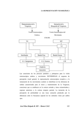 LA REPRESENTACIÓN NEUROLÓGICA
José Elías Delgado B. XIV – Master C.O.I 102
Visión Estereoscópica Visión Estereoscópica del
Estática. Movimiento.
COLOR.
Las conexiones de los procesos paralelos y jerárquicos para la visión
estereoscópica estática y movimiento DETERMINAN el esquema de
percepción visual general, la representación estereoscópica receptiva y la
instauración de los movimientos oculares se identifican en las aferencias de
señales caracterizadas para el inicio y mantenimiento de la Vergencia,
conexiones que se establecen en la corteza estriada y áreas extraestriadas y
regiones anteriores a la corteza tempero parietal. La iniciación de la
percepción de profundidad es una tosca sensación producida por la
diferencias entre la frecuencia especial de los estímulos vistos por ambos
ojos.
Mantenimiento de la
Vergencia.
Iniciación de la
Búsqueda de Vergencia.
V4 MT
V3
Banda Gruesa.Banda Fina.Interbanda.
4 A Intergrumos 4 A Grumos. 4 B
PARVO.
MAGNO.
 