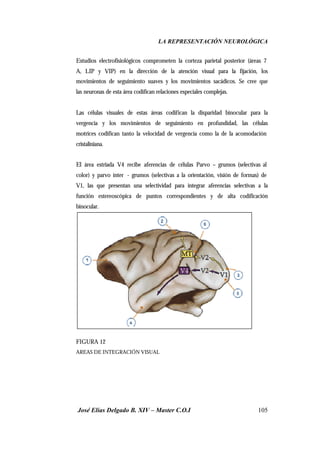 LA REPRESENTACIÓN NEUROLÓGICA
José Elías Delgado B. XIV – Master C.O.I 105
Estudios electrofisiológicos comprometen la corteza parietal posterior (áreas 7
A, LIP y VIP) en la dirección de la atención visual para la fijación, los
movimientos de seguimiento suaves y los movimientos sacádicos. Se cree que
las neuronas de esta área codifican relaciones especiales complejas.
Las células visuales de estas áreas codifican la disparidad binocular para la
vergencia y los movimientos de seguimiento en profundidad, las células
motrices codifican tanto la velocidad de vergencia como la de la acomodación
cristaliniana.
El área estriada V4 recibe aferencias de células Parvo – grumos (selectivas al
color) y parvo ínter - grumos (selectivas a la orientación, visión de formas) de
V1, las que presentan una selectividad para integrar aferencias selectivas a la
función estereoscópica de puntos correspondientes y de alta codificación
binocular.
FIGURA 12
AREAS DE INTEGRACIÓN VISUAL
 