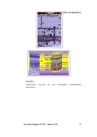 LA REPRESENTACIÓN NEUROLÓGICA
José Elías Delgado B. XIV – Master C.O.I 36
FIGURA 5.
ESTRUCTURA CELULAR DE LAS CONEXIONES GANGLIONARES
RETINIANAS.
 