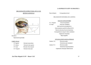 LA REPRESENTACIÓN NEUROLÓGICA
José Elías Delgado B. XIV – Master C.O.I 47
ORGANIZACIÓN ESTRUCTURAL DE LA VIA
RETINO GENICULA
FIGURA 6.
Representación geniculada
CAMPO VISUAL
CV. Superior Enfocado retina inferior
CV. Inferior Enfocado retina superior
CV. Nasal Enfocado retina temporal
CV. Temporal Enfocado retina nasal
⇓
Punto de fijación Correspondencia foveal
⇓
ORGANIZACIÓN SENSORIAL DE LA RETINA
⇓
CELULAS GANGLIONARES
CG –Temporal Proyección ipsolateral
CG-Nasal Proyección contralateral
DECUSACION QUIASMATICA
Entrecruzamiento parcial de las fibras del NO
Mezcla de aferencias de las dos hemirretinas
Correspondencia al campo de visión contralateral
Organización retinotópica
Mapa topográfico
⇓
NÚCLEOS GENICULADOS LATERALES
Láminas 1-4-6 Aferencias axonales
Hemirretina nasal contralateral
Láminas 2-3-5 Aferencias axonales
Hemirretina temporal ipsolateral
Organización retinotopica tridimensional
 
