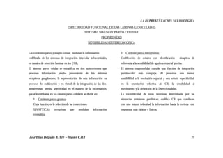 LA REPRESENTACIÓN NEUROLÓGICA
José Elías Delgado B. XIV – Master C.O.I 59
ESPECIFICIDAD FUNCIONAL DE LAS LAMINAS GENICULADAS
SISTEMAS MAGNO Y PARVO CELULAR
PROPIEDADES
SENSIBILIDAD ESTEREOSCOPICA
Las corrientes parvo y magno celular, modulan la información
codificada, de los sistemas de integración binocular infracorticales,
en canales de selección laminar en los CGL.
El sistema parvo celular se estratifica en dos subcorrientes que
procesan información precisa proveniente de los sistemas
receptivos ganglionares, la representación de esta información en
proceso de codificación y en virtud de la integración de las dos
hemirretinas; precisa selectividad en el manejo de la información,
que al identificarse en los canales parvo celulares se divide en:
1. Corriente parvo-grumos
Cuya función, es la selección de las conecciones
SINAPTICAS receptivas que modulan información
cromática.
2. Corriente parvo-intergrumos:
Codificación de señales con identificación sinaptica de
referencia a la sensibilidad de agudeza espacial precisa.
El sistema magnocelular cumple una función de integración
prebinocular más compleja. Al presentar una menor
sensibilidad a la resolución espacial y una selecta especificidad
en la orientación selectiva de CR, la sensibilidad al
movimiento y la definición de la Direccionalidad.
La excentricidad de estas neuronas determinada por las
aferencias retinianas periféricas; codifica CR que conducen
con una mayor velocidad la información hacia la corteza con
respuestas más rápidas y fasicas.
 