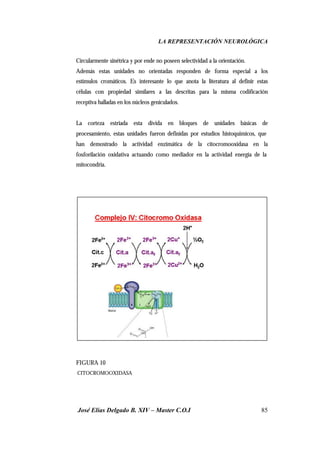 LA REPRESENTACIÓN NEUROLÓGICA
José Elías Delgado B. XIV – Master C.O.I 85
Circularmente sinétrica y por ende no poseen selectividad a la orientación.
Además estas unidades no orientadas responden de forma especial a los
estímulos cromáticos. Es interesante lo que anota la literatura al definir estas
células con propiedad similares a las descritas para la misma codificación
receptiva halladas en los núcleos geniculados.
La corteza estriada esta divida en bloques de unidades básicas de
procesamiento, estas unidades fueron definidas por estudios histoquimicos, que
han demostrado la actividad enzimática de la citocromooxidasa en la
fosforilación oxidativa actuando como mediador en la actividad energía de la
mitocondria.
FIGURA 10
CITOCROMOOXIDASA
 