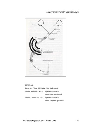 LA REPRESENTACIÓN NEUROLÓGICA
José Elías Delgado B. XIV – Master C.O.I 55
FIGURA 8
Estructura Celular del Núcleo Geniculado lateral
Sistema laminar 1 – 4 – 6 Representación de la
Retina Nasal contralateral.
Sistema Laminar 2 – 3 – 5 Representación de la
Retina Temporal Ipsolateral.
 