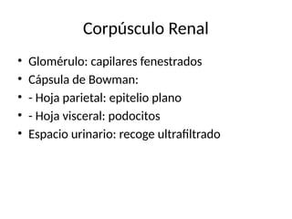 Glomerulo Riñon Fundamentos_Sistema_Urinario_Histologia.pptx