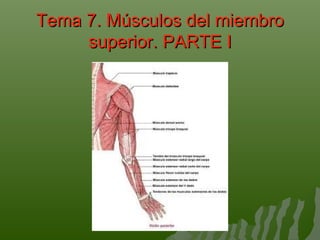 Tema 7. Músculos del miembroTema 7. Músculos del miembro
superior. PARTE Isuperior. PARTE I
 