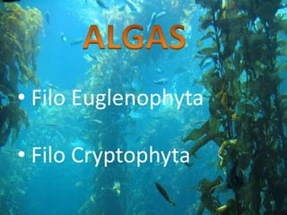 • Filo Euglenophyta
• Filo Cryptophyta
 