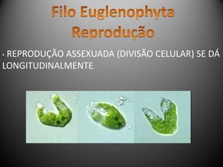 • REPRODUÇÃO ASSEXUADA (DIVISÃO CELULAR) SE DÁ
LONGITUDINALMENTE.
 