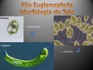  UNICELULAR
 COLONIAL
 