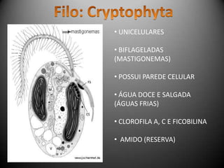 • UNICELULARES
• BIFLAGELADAS
(MASTIGONEMAS)
• POSSUI PAREDE CELULAR
• ÁGUA DOCE E SALGADA
(ÁGUAS FRIAS)
• CLOROFILA A, C E FICOBILINA
• AMIDO (RESERVA)
 