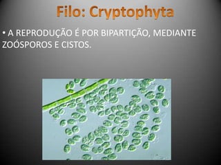 • A REPRODUÇÃO É POR BIPARTIÇÃO, MEDIANTE
ZOÓSPOROS E CISTOS.
 