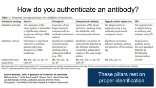 How do you authenticate an antibody?
Nature Methods, 2016: A proposal for validation of antibodies
Mathias Uhlen1, Anita Bandrowski2, Steven Carr3, Aled Edwards4,
Jan Ellenberg5, Emma Lundberg1, David L Rimm6, Henry
Rodriguez7, Tara Hiltke7, Michael Snyder8 & Tadashi Yamamoto9
These pillars rest on
proper identification
 