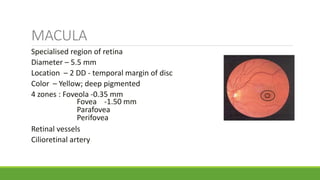 MACULA
Specialised region of retina
Diameter – 5.5 mm
Location – 2 DD - temporal margin of disc
Color – Yellow; deep pigmented
4 zones : Foveola -0.35 mm
Fovea -1.50 mm
Parafovea
Perifovea
Retinal vessels
Cilioretinal artery
 