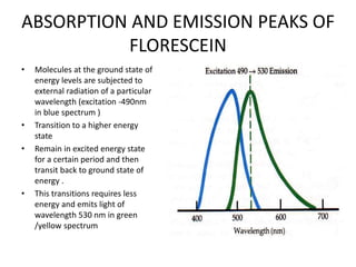 ABSORPTION AND EMISSION PEAKS OF
FLORESCEIN
• Molecules at the ground state of
energy levels are subjected to
external radiation of a particular
wavelength (excitation -490nm
in blue spectrum )
• Transition to a higher energy
state
• Remain in excited energy state
for a certain period and then
transit back to ground state of
energy .
• This transitions requires less
energy and emits light of
wavelength 530 nm in green
/yellow spectrum
 