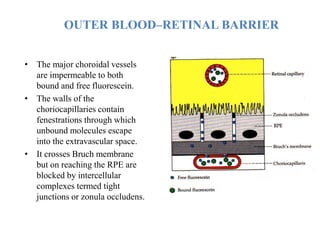 OUTER BLOOD–RETINAL BARRIER
• The major choroidal vessels
are impermeable to both
bound and free fluorescein.
• The walls of the
choriocapillaries contain
fenestrations through which
unbound molecules escape
into the extravascular space.
• It crosses Bruch membrane
but on reaching the RPE are
blocked by intercellular
complexes termed tight
junctions or zonula occludens.
 