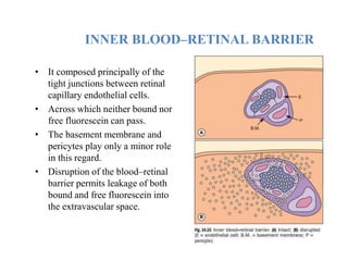 INNER BLOOD–RETINAL BARRIER
• It composed principally of the
tight junctions between retinal
capillary endothelial cells.
• Across which neither bound nor
free fluorescein can pass.
• The basement membrane and
pericytes play only a minor role
in this regard.
• Disruption of the blood–retinal
barrier permits leakage of both
bound and free fluorescein into
the extravascular space.
 