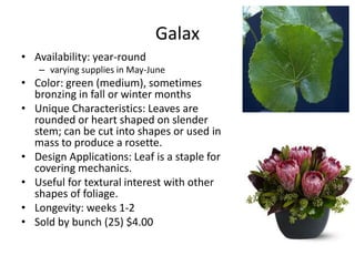 Galax
• Availability: year-round
   – varying supplies in May-June
• Color: green (medium), sometimes
  bronzing in fall or winter months
• Unique Characteristics: Leaves are
  rounded or heart shaped on slender
  stem; can be cut into shapes or used in
  mass to produce a rosette.
• Design Applications: Leaf is a staple for
  covering mechanics.
• Useful for textural interest with other
  shapes of foliage.
• Longevity: weeks 1-2
• Sold by bunch (25) $4.00
 