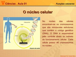Ciências . Aula 01 Funções celulares   O núcleo celular Arquivo do autor No núcleo das células encontram-se os cromossomos que são minúsculas estruturas que contém o código genético (DNA). O DNA é responsável pelo controle direto ou indireto do funcionamento celular. Cada célula possui 46 cromossomos no núcleo. 