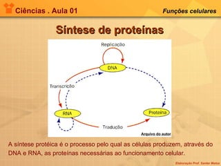 Ciências . Aula 01 Funções celulares   Síntese de proteínas Arquivo do autor A síntese protéica é o processo pelo qual as células produzem, através do DNA e RNA, as proteínas necessárias ao funcionamento celular. 