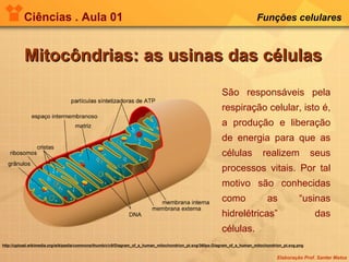 Ciências . Aula 01 Funções celulares   Mitocôndrias: as usinas das células São responsáveis pela respiração celular, isto é, a produção e liberação de energia para que as células realizem seus processos vitais. Por tal motivo são conhecidas como as “usinas hidrelétricas” das células. http://upload.wikimedia.org/wikipedia/commons/thumb/c/c9/Diagram_of_a_human_mitochondrion_pt.svg/360px-Diagram_of_a_human_mitochondrion_pt.svg.png 