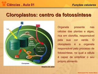 Ciências . Aula 01 Funções celulares   Cloroplastos: centro da fotossíntese Organela presente nas células das plantas e algas, rica em clorofila, responsável pela sua cor verde. O cloroplasto é a organela responsável pelo processo de fotossíntese, no qual a célula é capaz de sintetizar o seu próprio alimento. Arquivo do autor 