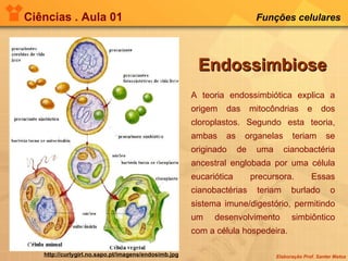 Ciências . Aula 01 Funções celulares   Endossimbiose A teoria endossimbiótica explica a origem das mitocôndrias e dos cloroplastos. Segundo esta teoria, ambas as organelas teriam se originado de uma cianobactéria ancestral englobada por uma célula eucariótica precursora. Essas cianobactérias teriam burlado o sistema imune/digestório, permitindo um desenvolvimento simbiôntico com a célula hospedeira. http://curlygirl.no.sapo.pt/imagens/endosimb.jpg 