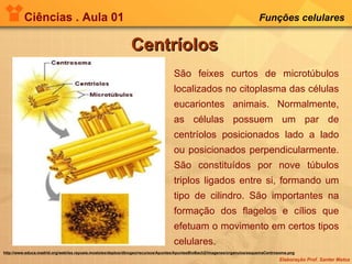 Ciências . Aula 01 Funções celulares   Centríolos São feixes curtos de microtúbulos localizados no citoplasma das células eucariontes animais. Normalmente, as células possuem um par de centríolos posicionados lado a lado ou posicionados perpendicularmente. São constituídos por nove túbulos triplos ligados entre si, formando um tipo de cilindro. São importantes na formação dos flagelos e cílios que efetuam o movimento em certos tipos celulares. http://www.educa.madrid.org/web/ies.rayuela.mostoles/deptos/dbiogeo/recursos/Apuntes/ApuntesBioBach2/imagenes/organulos/esquemaCentrosoma.png 