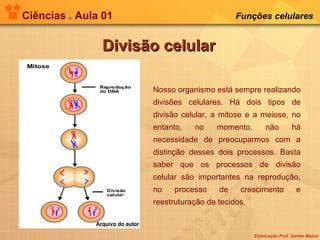 Ciências . Aula 01 Funções celulares   Divisão celular Nosso organismo está sempre realizando divisões celulares. Há dois tipos de divisão celular, a mitose e a meiose, no entanto, no momento, não há necessidade de preocuparmos com a distinção desses dois processos. Basta saber que os processos de divisão celular são importantes na reprodução, no processo de crescimento e reestruturação de tecidos. Arquivo do autor 