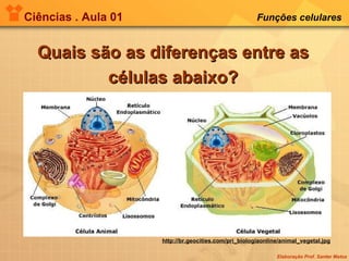 Ciências . Aula 01 Funções celulares   Quais são as diferenças entre as células abaixo? http://br.geocities.com/pri_biologiaonline/animal_vegetal.jpg 