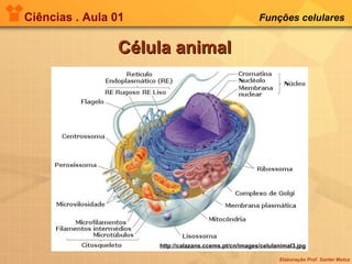 Ciências . Aula 01 Funções celulares   Célula animal http://calazans.ccems.pt/cn/images/celulanimal3.jpg 