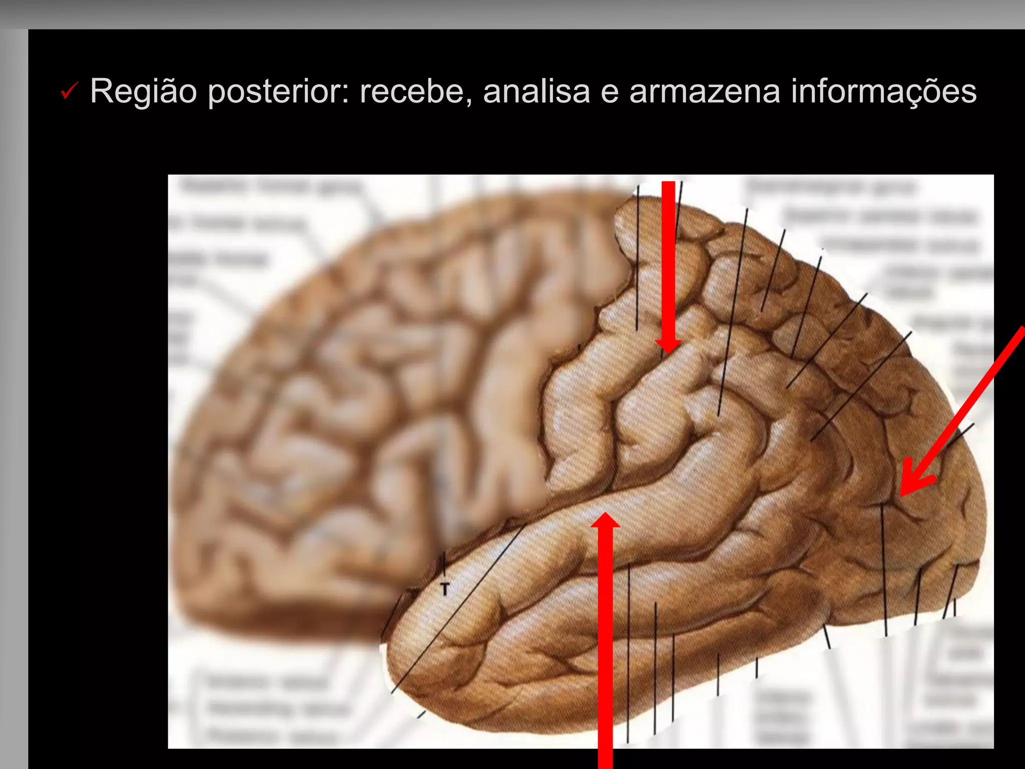  Região posterior: recebe, analisa e armazena informações  