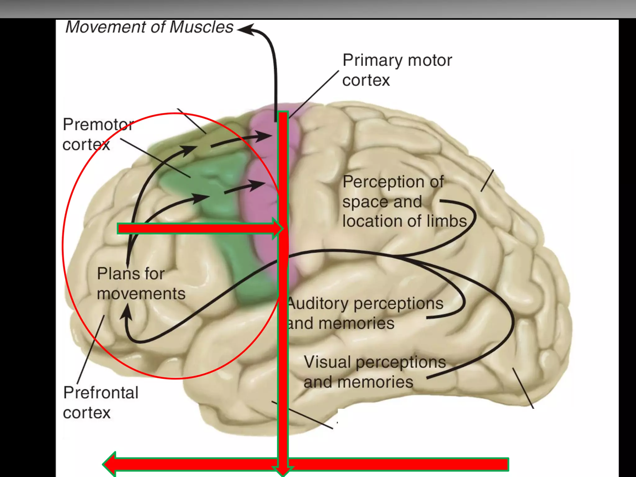 Organización de Corteza Motora  