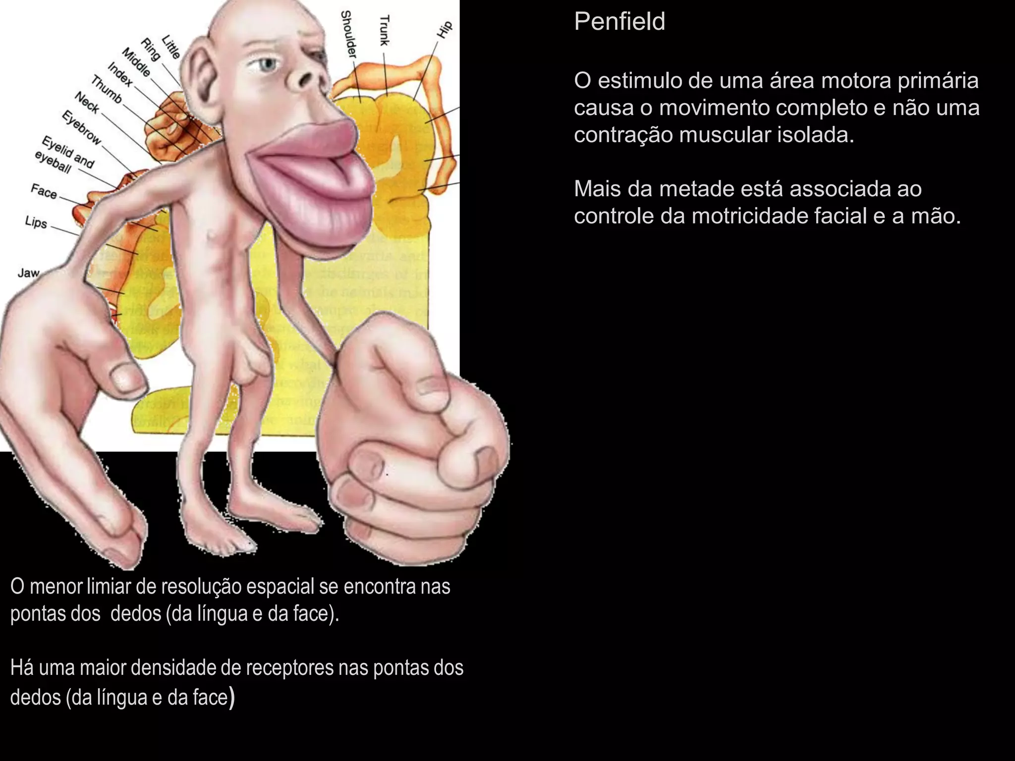 Penfield 
O estimulo de uma área motora primária causa o movimento completo e não uma contração muscular isolada. 
Mais da metade está associada ao controle da motricidade facial e a mão. 
O menor limiar de resolução espacial se encontra nas pontas dos dedos (da língua e da face). 
Há uma maior densidade de receptores nas pontas dos dedos (da língua e da face)  