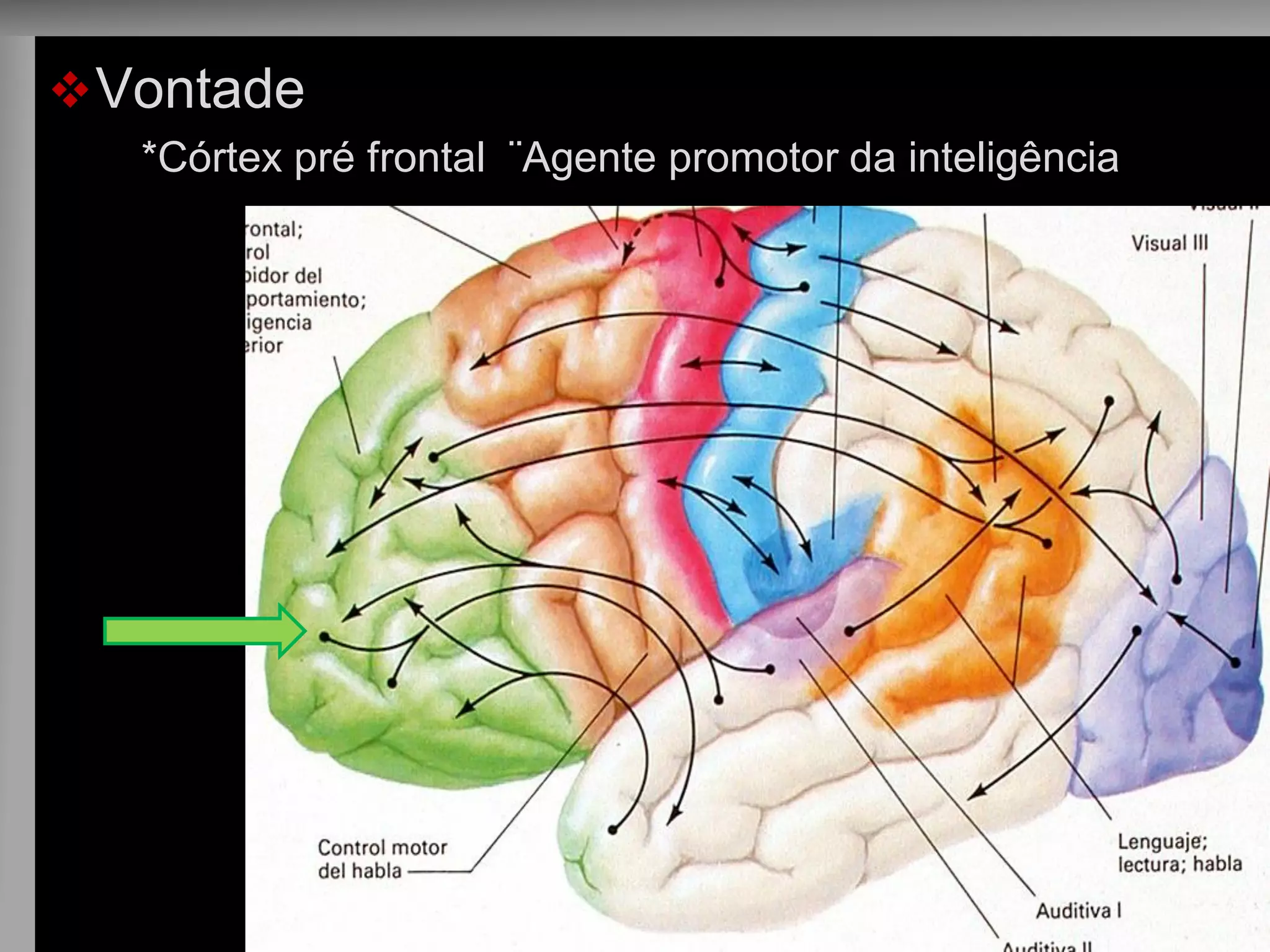 Vontade 
*Córtex pré frontal ¨Agente promotor da inteligência 
 