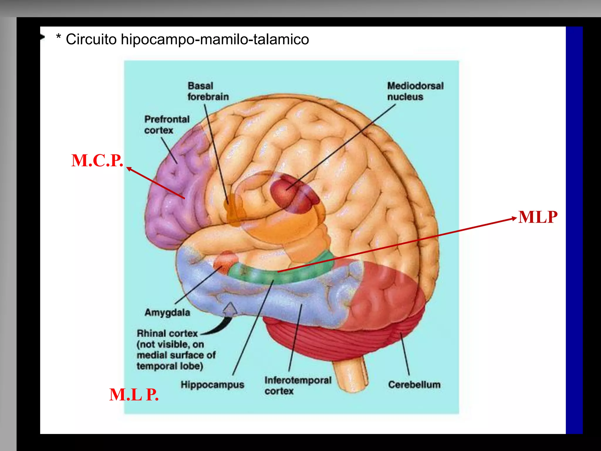 MCP 
MLP 
M.C.P. 
M.L P. 
* Circuito hipocampo-* Circuito hipocampo-mamilom-taalmamiloic-toa lamico 
 
