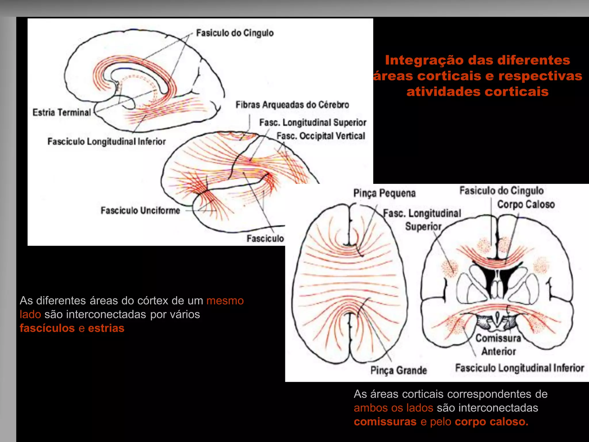 As diferentes áreas do córtex de um mesmo lado são interconectadas por vários fascículos e estrias 
As áreas corticais correspondentes de ambos os lados são interconectadas por comissuras e pelo corpo caloso. 
Integração das diferentes 
áreas corticais e respectivas atividades corticais 
 